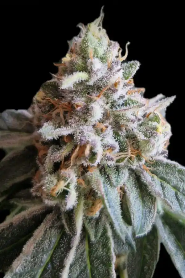 Apple Fritter Auto XXL