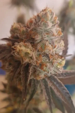 Biscotti Tiramisu Auto XXL