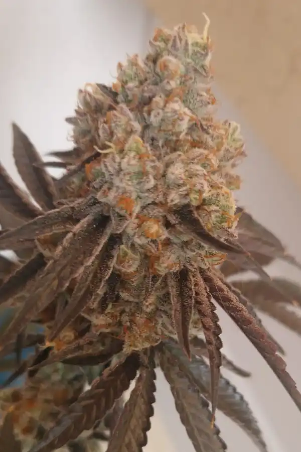Biscotti Tiramisu Auto XXL - Image 3