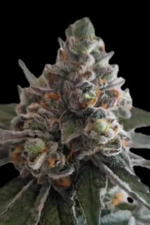 Gelato #33 Auto XXL
