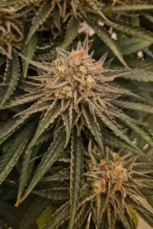 Gorilla Zoap Auto XXL