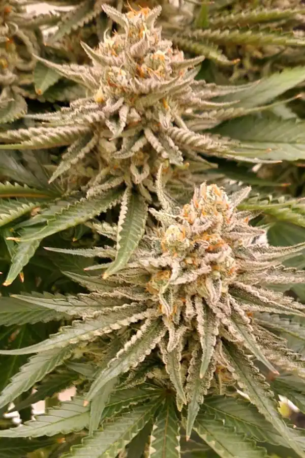 Gorilla Zoap Auto XXL - Image 3
