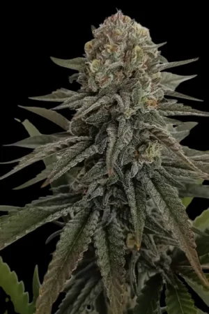 Miracle Alien Cookies