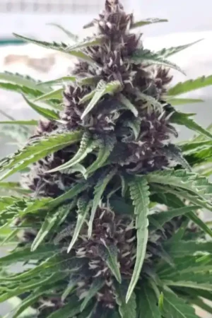 Mimosa Mint Cookies Auto XXL