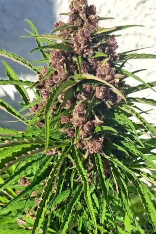 Mimosa Mint Cookies Auto XXL - Image 3
