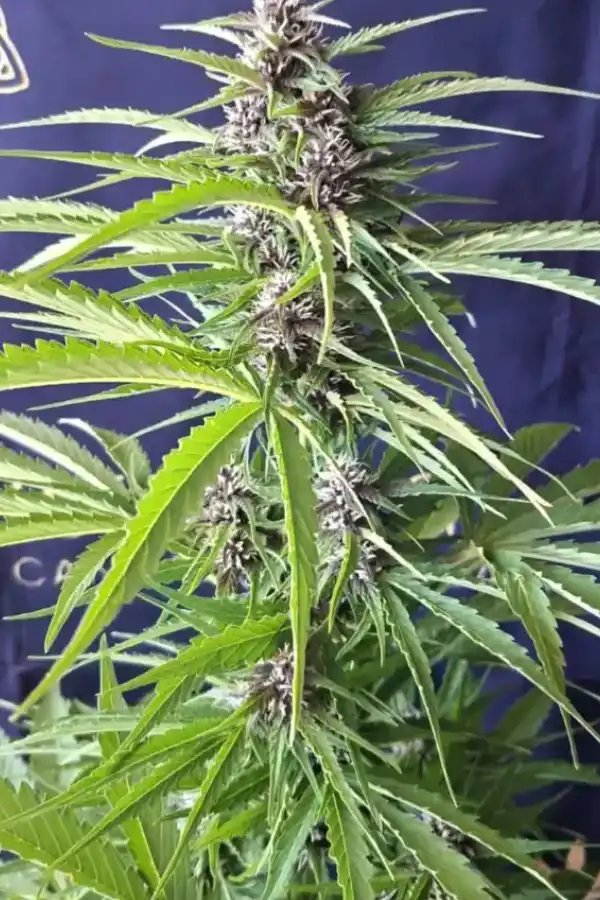 Mimosa Mint Cookies Auto XXL - Image 4