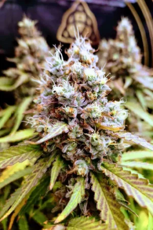 Peanut Butter Breath