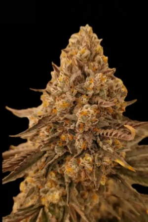 Platinum Runtz Auto XXL