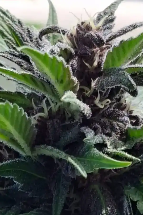 Quokkas Tangie Auto XXL