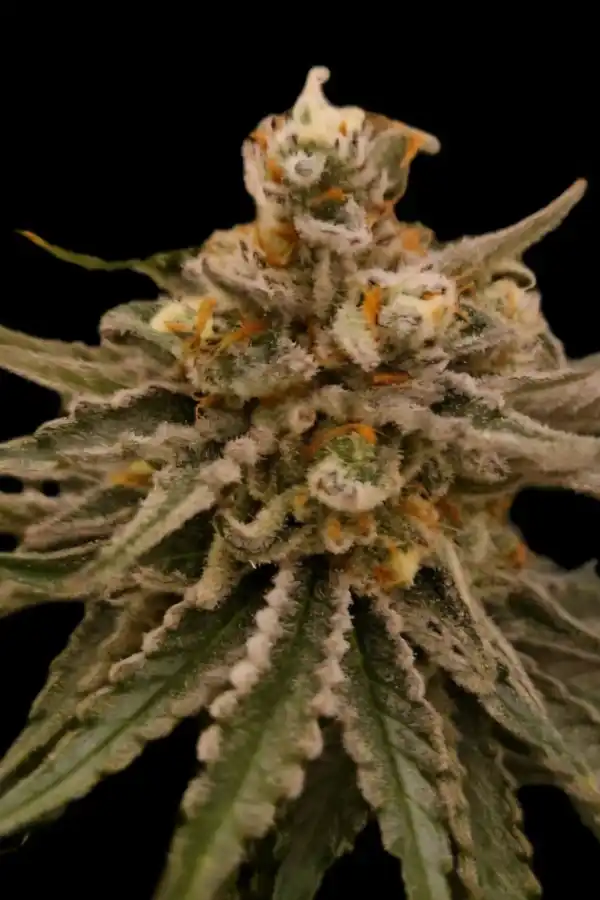 Tropicana Cookies Auto XXL